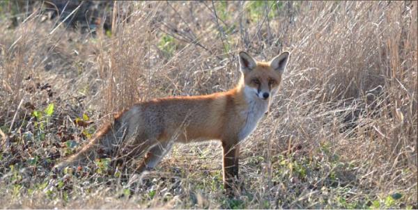 Fox (Vulpes vulpes) in a field of dry grass