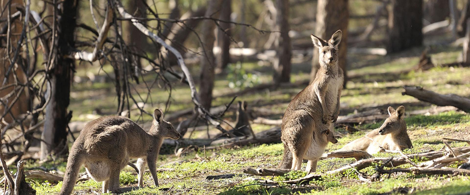 Kangaroos-and-joey-resting-in-australia-bushland